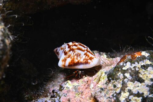 Columbella adansoni - Photo (c) xavi salvador costa, some rights reserved (CC BY-NC)