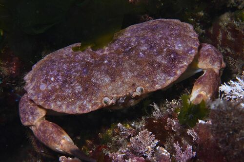 Edible Crab - Photo (c) xavi salvador costa, some rights reserved (CC BY-NC)
