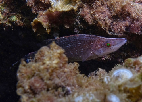 Symphodus rostratus - Photo (c) oriol_d, all rights reserved