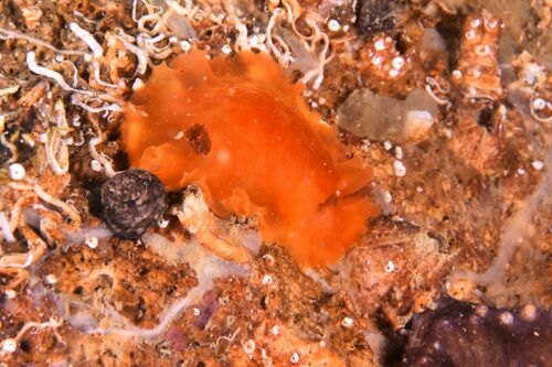 Dendrodoris temarana - Photo (c) xavi salvador costa, some rights reserved (CC BY-NC)