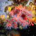 Mediterranean Red Coral - Photo (c) jmturon, some rights reserved (CC BY-NC)