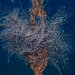 Christmas Tree Hydroid - Photo (c) Enric Badosa, some rights reserved (CC BY-NC), uploaded by Enric Badosa