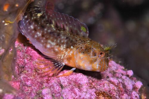 Zvonimir's Blenny - Photo (c) xavi salvador costa, some rights reserved (CC BY-NC)
