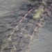 Myriophyllum - Photo (c) Albert Vim Quintana, some rights reserved (CC BY), uploaded by Albert Vim Quintana