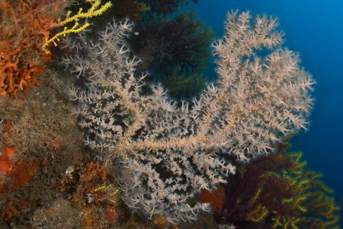 Mediterranean Zoanthid - Photo (c) xavi salvador costa, some rights reserved (CC BY-NC)