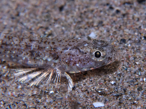 Pomatoschistus pictus - Photo (c) oriol_d, all rights reserved