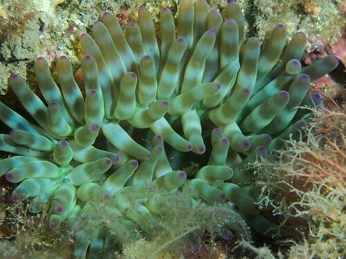 Cribrinopsis crassa - Photo (c) xavi salvador costa, all rights reserved