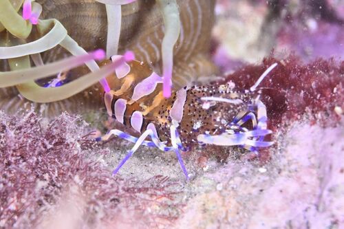 Periclimenes sagittifer - Photo (c) xavi salvador costa, all rights reserved