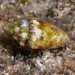 Rustic Dove-Shell - Photo (c) David Marco, some rights reserved (CC BY-NC), uploaded by David Marco
