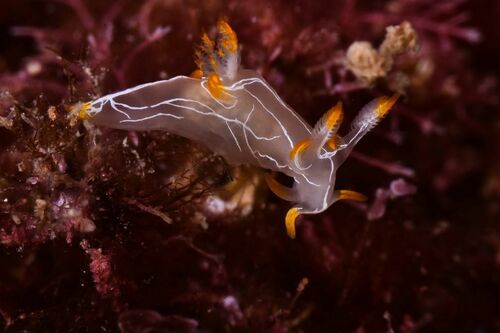 Trapania lineata - Photo (c) xavi salvador costa, all rights reserved