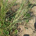 Sand Dropseed - Photo (c) Stefanie broszeit-judge, some rights reserved (CC BY), uploaded by Stefanie broszeit-judge