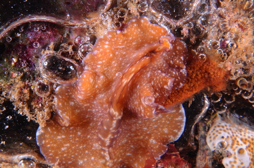 Pseudoceros maximus - Photo (c) xavi salvador costa, all rights reserved