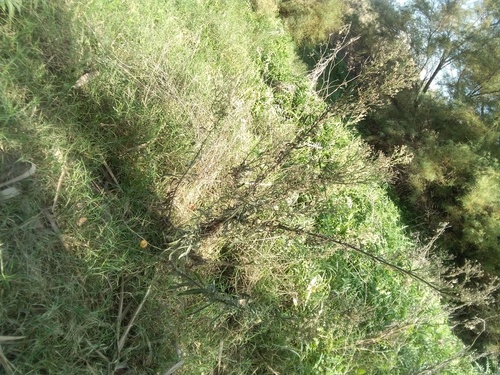 Guernsey Fleabane - Photo (c) seaprat, some rights reserved (CC BY-NC)
