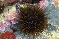 Atlantic Purple Sea Urchin - Photo (c) Miquel Pontes, some rights reserved (CC BY-NC-SA), uploaded by Miquel Pontes
