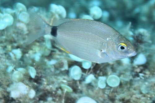 Diplodus annularis - Photo (c) xavi salvador costa, all rights reserved