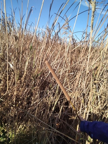 Narrow-leaved Cattail - Photo (c) seaprat, some rights reserved (CC BY-NC)
