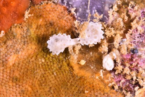 Didemnum maculosum - Photo (c) xavi salvador costa, all rights reserved