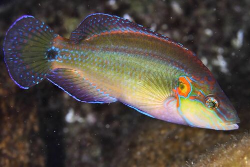 Symphodus ocellatus - Photo (c) xavi salvador costa, all rights reserved
