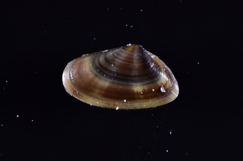 Lovely Donax - Photo (c) xavi salvador costa, some rights reserved (CC BY-NC)