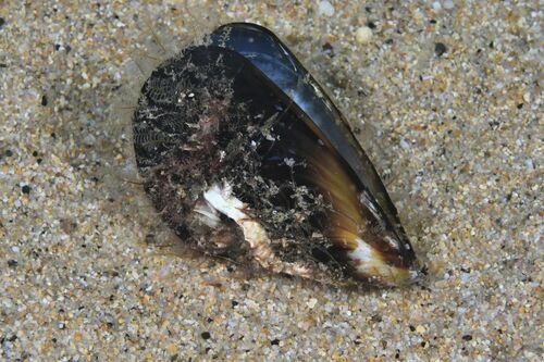 Blue Mussel - Photo (c) xavi salvador costa, some rights reserved (CC BY-NC)
