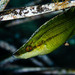 Pointed-snout Wrasse - Photo (c) jastals, some rights reserved (CC BY-NC)