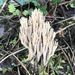 Ramaria stricta - Photo (c) Jordi Corbera, some rights reserved (CC BY), uploaded by Jordi Corbera