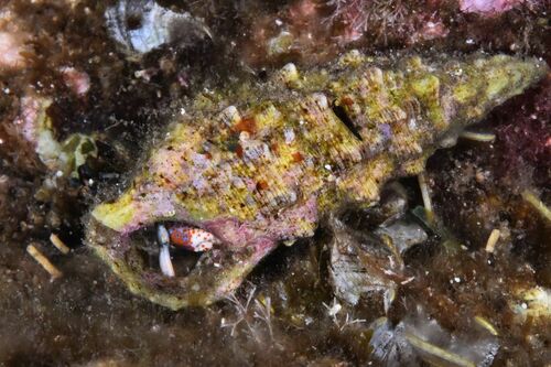 Cerithium vulgatum - Photo (c) xavi salvador costa, all rights reserved
