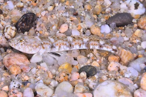 Painted Goby - Photo (c) xavi salvador costa, some rights reserved (CC BY-NC)