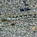 Bath's Goby - Photo (c) xavi salvador costa, some rights reserved (CC BY-NC), uploaded by xavi salvador costa