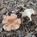 Infundibulicybe costata - Photo (c) Nuria Benaiges, some rights reserved (CC BY), uploaded by Nuria Benaiges