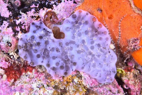 Eudistoma - Photo (c) xavi salvador costa, all rights reserved