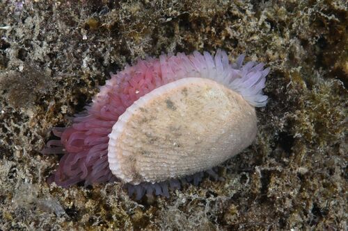 Limaria tuberculata - Photo (c) xavi salvador costa, some rights reserved (CC BY-NC)