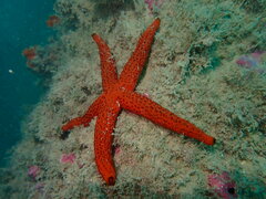 Mediterranean Red Sea Star - Photo (c) oceanicos, some rights reserved (CC BY-NC)