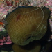 Actinia striata - Photo (c) Enric Badosa, some rights reserved (CC BY-NC), uploaded by Enric Badosa