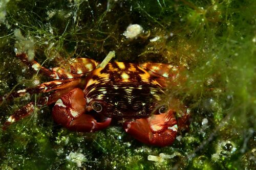 Pachygrapsus maurus - Photo (c) xavi salvador costa, some rights reserved (CC BY-NC)