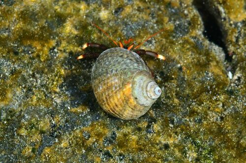 Tectarius striatus - Photo (c) xavi salvador costa, some rights reserved (CC BY-NC)