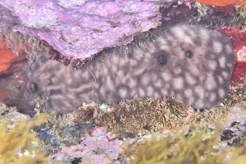 Chondrosia reniformis - Photo (c) xavi salvador costa, all rights reserved