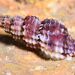Raphitomidae - Photo (c) xavi salvador costa, some rights reserved (CC BY-NC), uploaded by xavi salvador costa