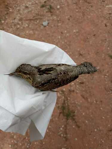 Jynx torquilla - Photo (c) mestralet, some rights reserved (CC BY-NC)