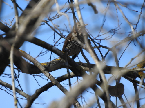 Turdus philomelos - Photo (c) mestralet, some rights reserved (CC BY-NC)