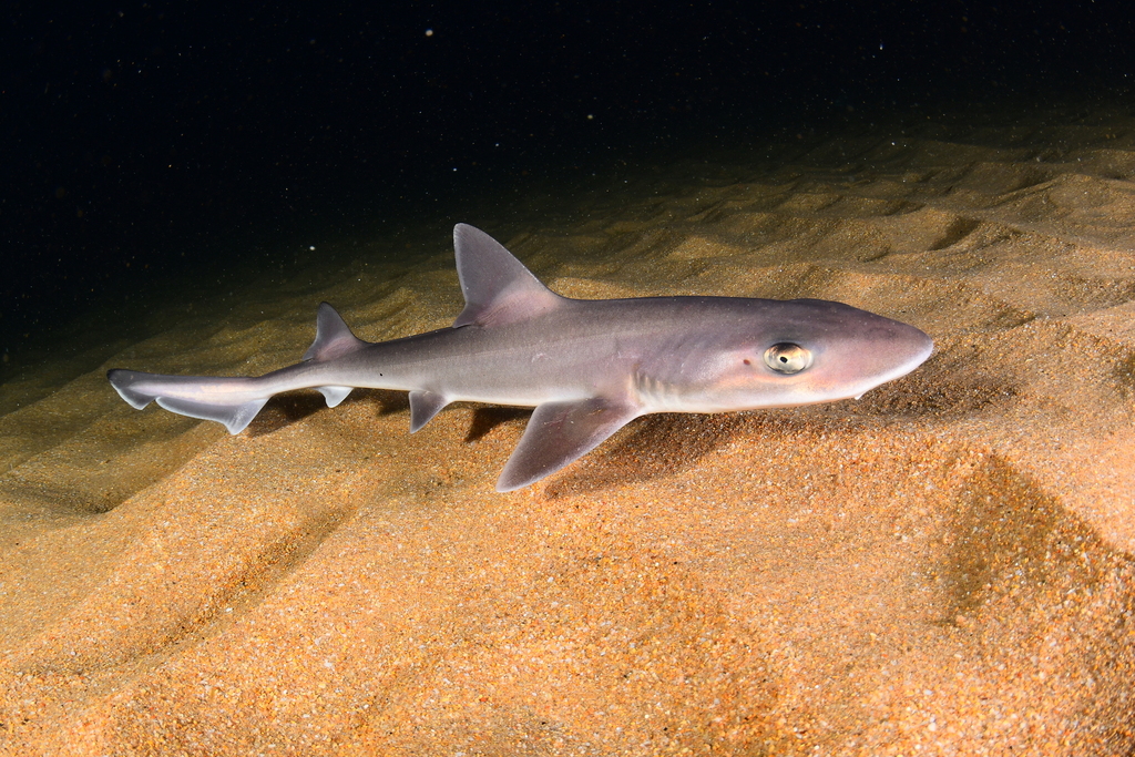 Dusky Smooth-Hound - Photo (c) xavi salvador costa, some rights reserved (CC BY-NC), uploaded by xavi salvador costa
