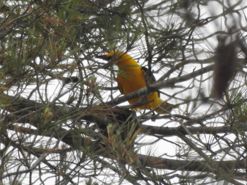 Eurasian Golden Oriole - Photo (c) mestralet, some rights reserved (CC BY-NC)