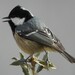 Coal Tit - Photo (c) Vicenç Roig Vidal, some rights reserved (CC BY-NC), uploaded by Vicenç Roig Vidal