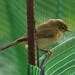 Common Chiffchaff - Photo (c) Vicenç Roig Vidal, some rights reserved (CC BY-NC), uploaded by Vicenç Roig Vidal