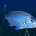 Seabreams and Porgies - Photo (c) Giuseppe Pagliuso, some rights reserved (CC BY), uploaded by Giuseppe Pagliuso
