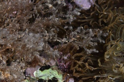 Amathia verticillata - Photo (c) xavi salvador costa, all rights reserved