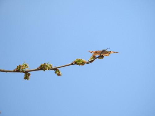 European Beak - Photo (c) mestralet, some rights reserved (CC BY-NC)