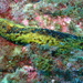 Holothuriidae - Photo (c) Miquel Figueras, some rights reserved (CC BY-NC), uploaded by Miquel Figueras