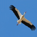 White Stork - Photo (c) Albert Vim Quintana, some rights reserved (CC BY), uploaded by Albert Vim Quintana