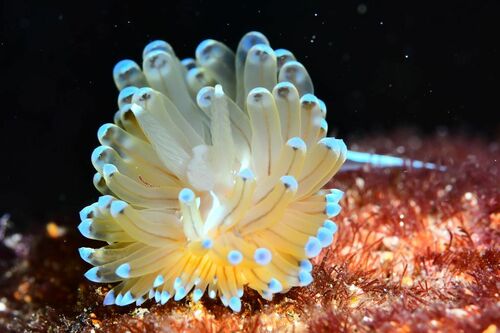 Antiopella cristata - Photo (c) xavi salvador costa, all rights reserved